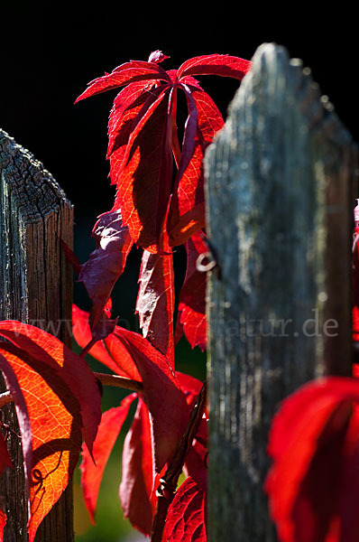 Wilder Wein (Parthenocissus spec.)