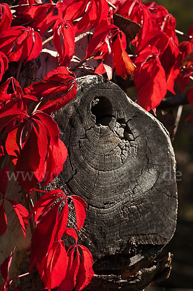 Wilder Wein (Parthenocissus spec.)