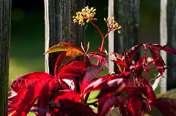 Wilder Wein (Parthenocissus spec.)