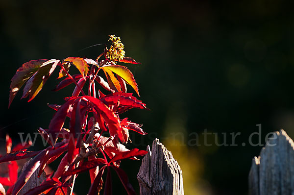 Wilder Wein (Parthenocissus spec.)