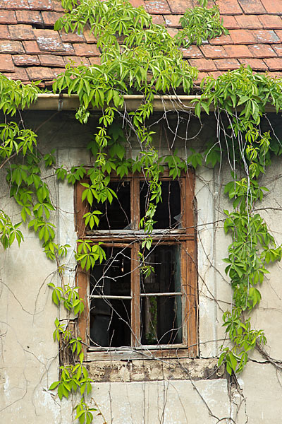 Wilder Wein (Parthenocissus spec.)