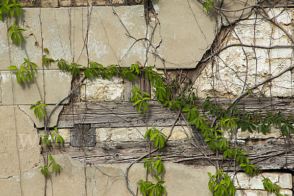 Wilder Wein (Parthenocissus spec.)