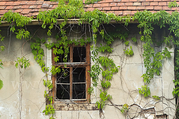 Wilder Wein (Parthenocissus spec.)