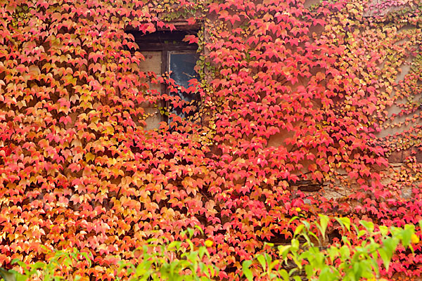 Wilder Wein (Parthenocissus spec.)