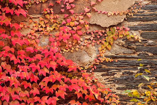 Wilder Wein (Parthenocissus spec.)