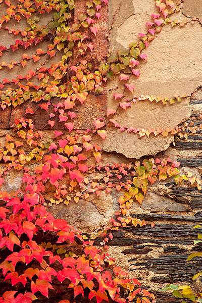 Wilder Wein (Parthenocissus spec.)