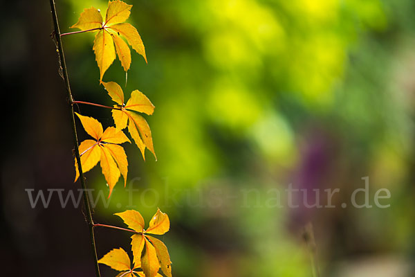 Wilder Wein (Parthenocissus spec.)