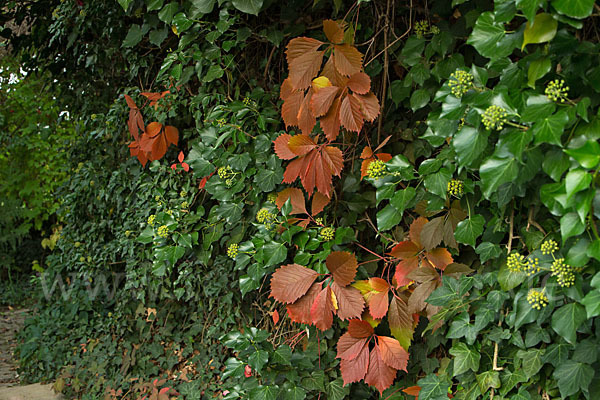 Wilder Wein (Parthenocissus spec.)