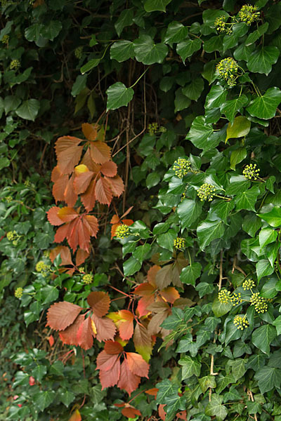 Wilder Wein (Parthenocissus spec.)