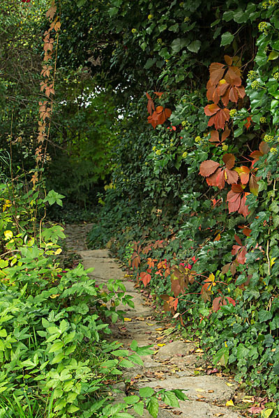 Wilder Wein (Parthenocissus spec.)