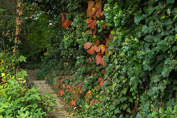 Wilder Wein (Parthenocissus spec.)