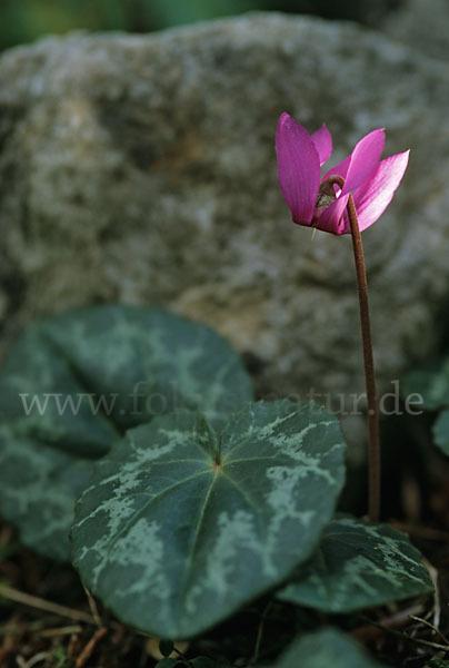 Wildes Alpenveilchen (Cyclamen purpurascens)