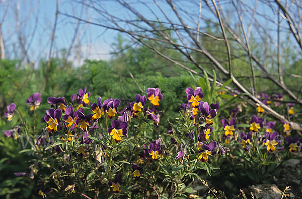 Wildes Stiefmütterchen (Viola tricolor agg.)