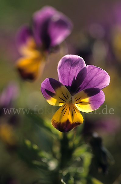 Wildes Stiefmütterchen (Viola tricolor agg.)