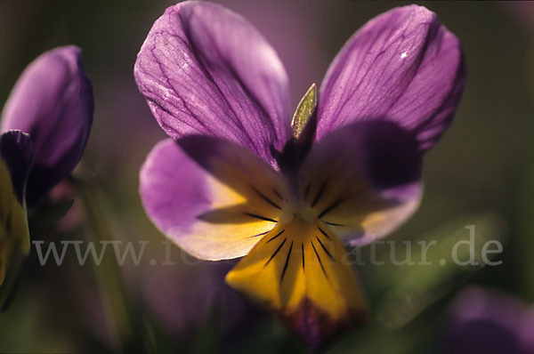 Wildes Stiefmütterchen (Viola tricolor agg.)