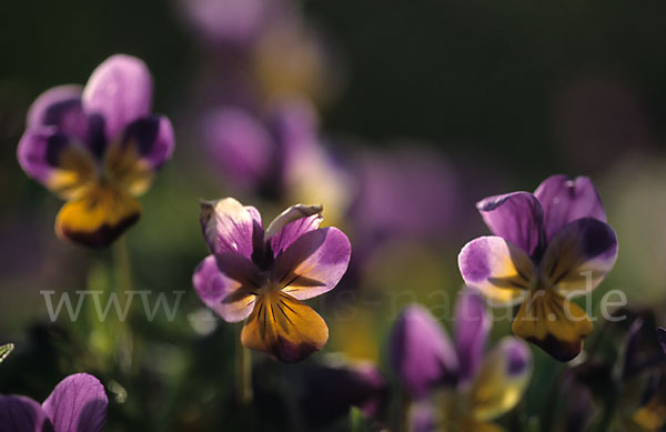 Wildes Stiefmütterchen (Viola tricolor agg.)