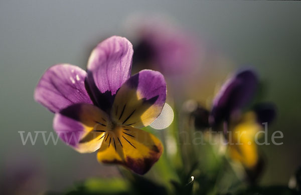 Wildes Stiefmütterchen (Viola tricolor agg.)