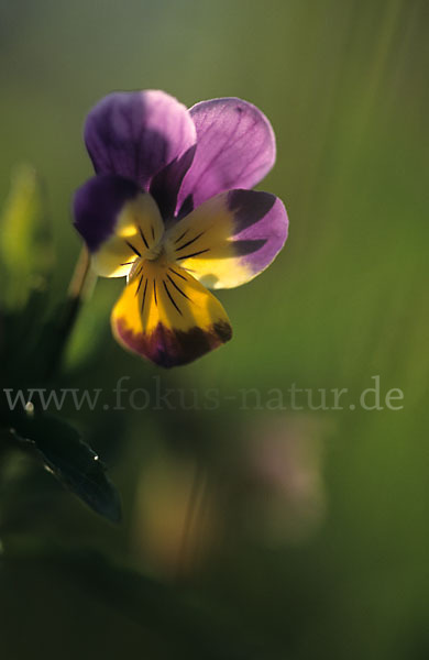 Wildes Stiefmütterchen (Viola tricolor agg.)