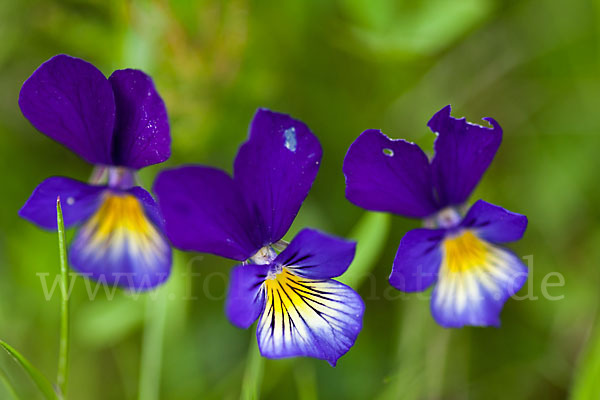 Wildes Stiefmütterchen (Viola tricolor agg.)