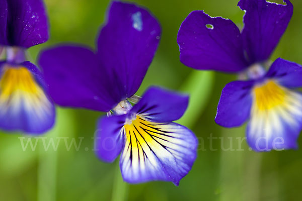 Wildes Stiefmütterchen (Viola tricolor agg.)