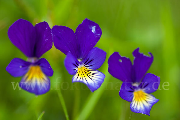 Wildes Stiefmütterchen (Viola tricolor agg.)