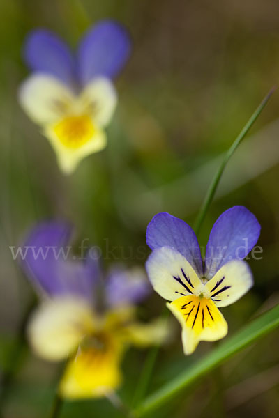 Wildes Stiefmütterchen (Viola tricolor agg.)