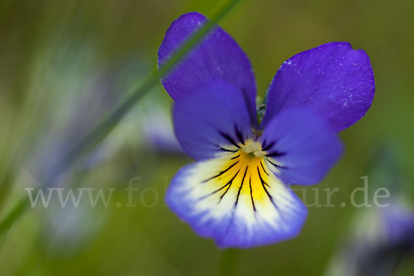 Wildes Stiefmütterchen (Viola tricolor agg.)