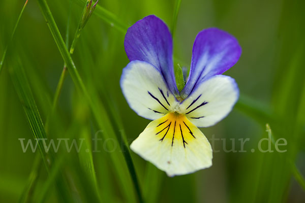Wildes Stiefmütterchen (Viola tricolor agg.)