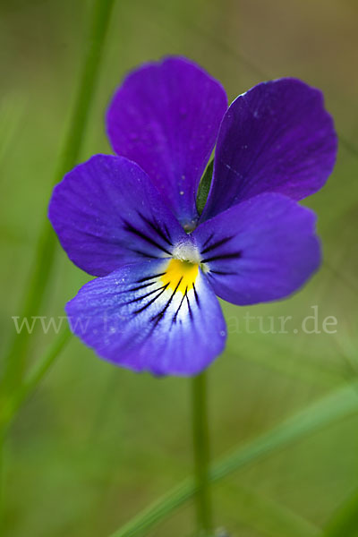 Wildes Stiefmütterchen (Viola tricolor agg.)