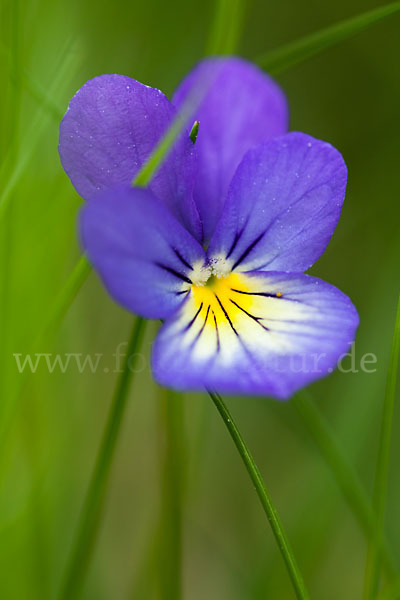 Wildes Stiefmütterchen (Viola tricolor agg.)