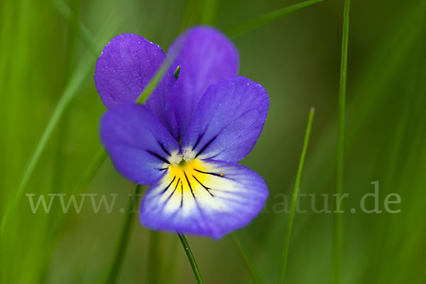 Wildes Stiefmütterchen (Viola tricolor agg.)