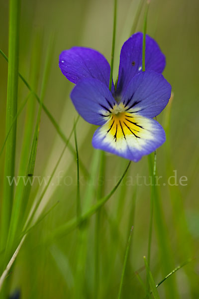 Wildes Stiefmütterchen (Viola tricolor agg.)