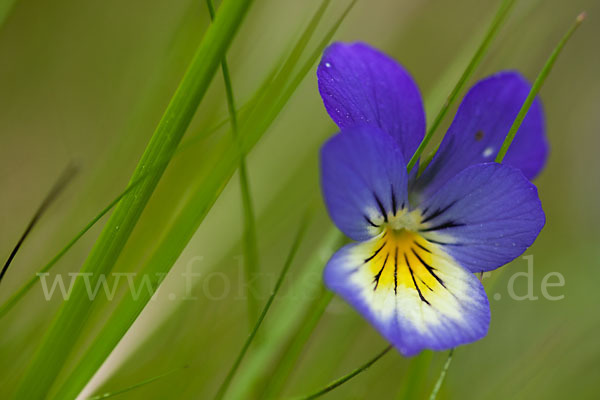 Wildes Stiefmütterchen (Viola tricolor agg.)