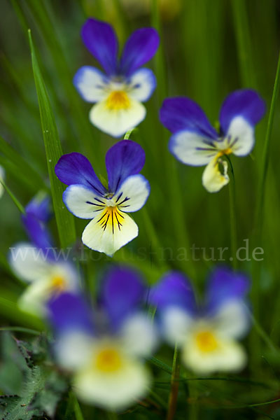 Wildes Stiefmütterchen (Viola tricolor agg.)