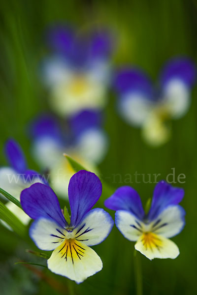 Wildes Stiefmütterchen (Viola tricolor agg.)