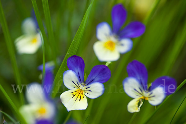 Wildes Stiefmütterchen (Viola tricolor agg.)