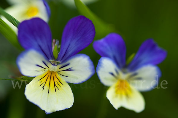 Wildes Stiefmütterchen (Viola tricolor agg.)