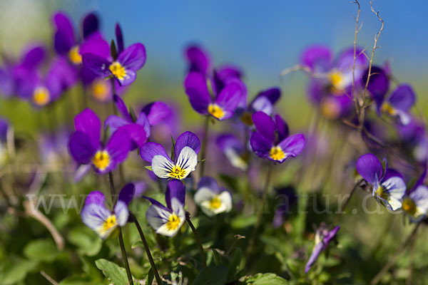 Wildes Stiefmütterchen (Viola tricolor agg.)