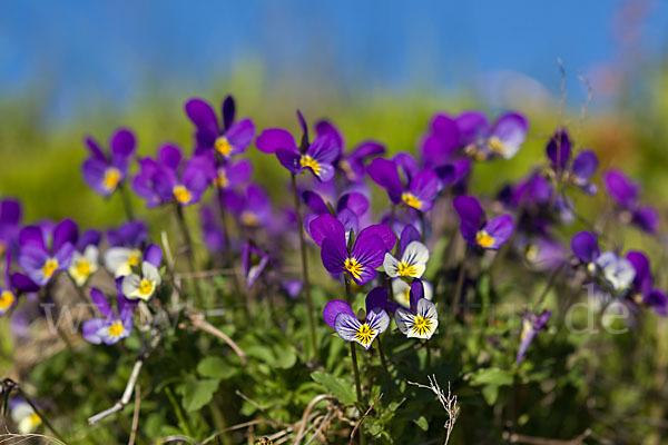 Wildes Stiefmütterchen (Viola tricolor agg.)