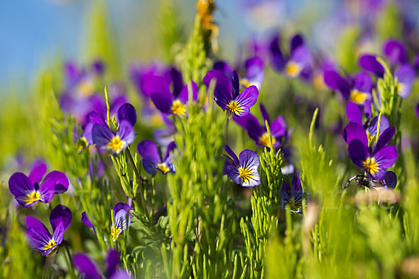 Wildes Stiefmütterchen (Viola tricolor agg.)