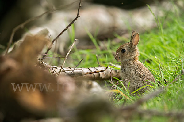 Wildkaninchen (Oryctolagus cuniculus)