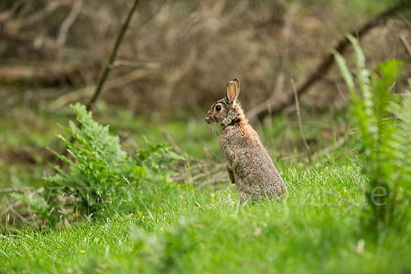 Wildkaninchen (Oryctolagus cuniculus)