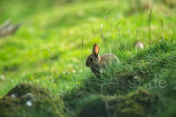 Wildkaninchen (Oryctolagus cuniculus)