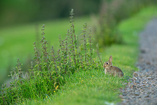 Wildkaninchen (Oryctolagus cuniculus)