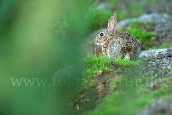 Wildkaninchen (Oryctolagus cuniculus)