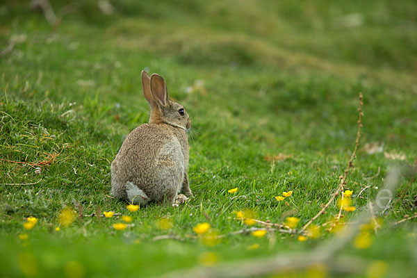 Wildkaninchen (Oryctolagus cuniculus)