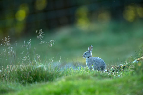 Wildkaninchen (Oryctolagus cuniculus)