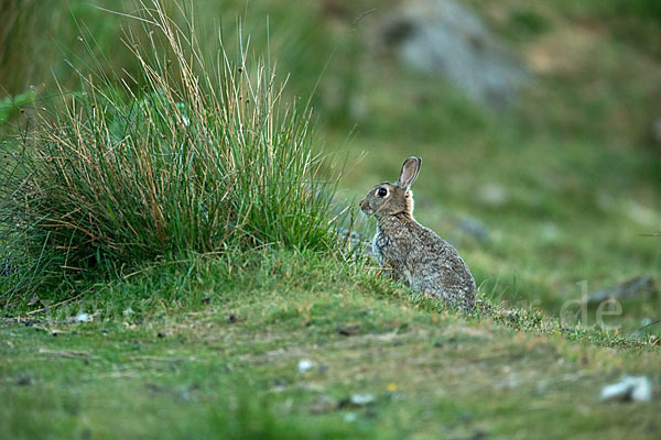 Wildkaninchen (Oryctolagus cuniculus)