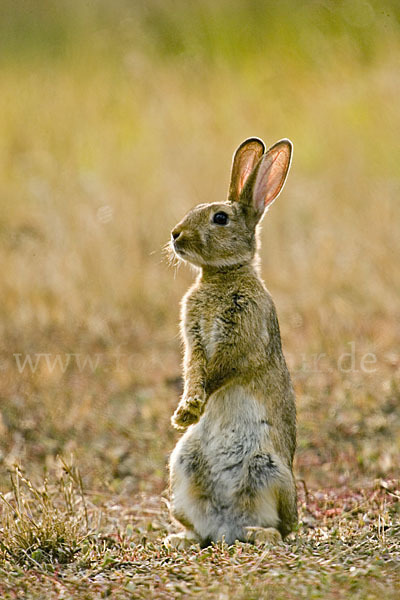 Wildkaninchen (Oryctolagus cuniculus)