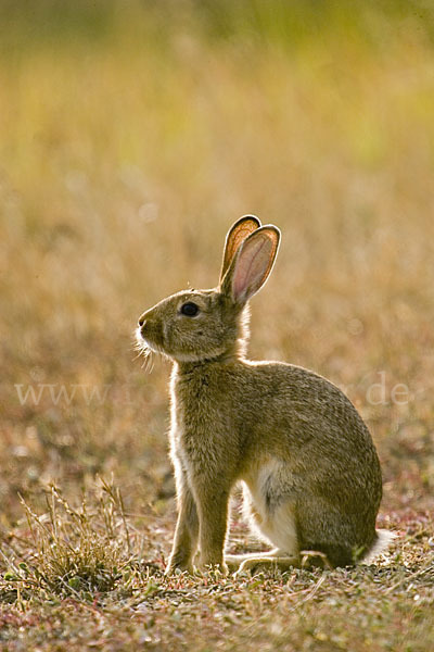 Wildkaninchen (Oryctolagus cuniculus)